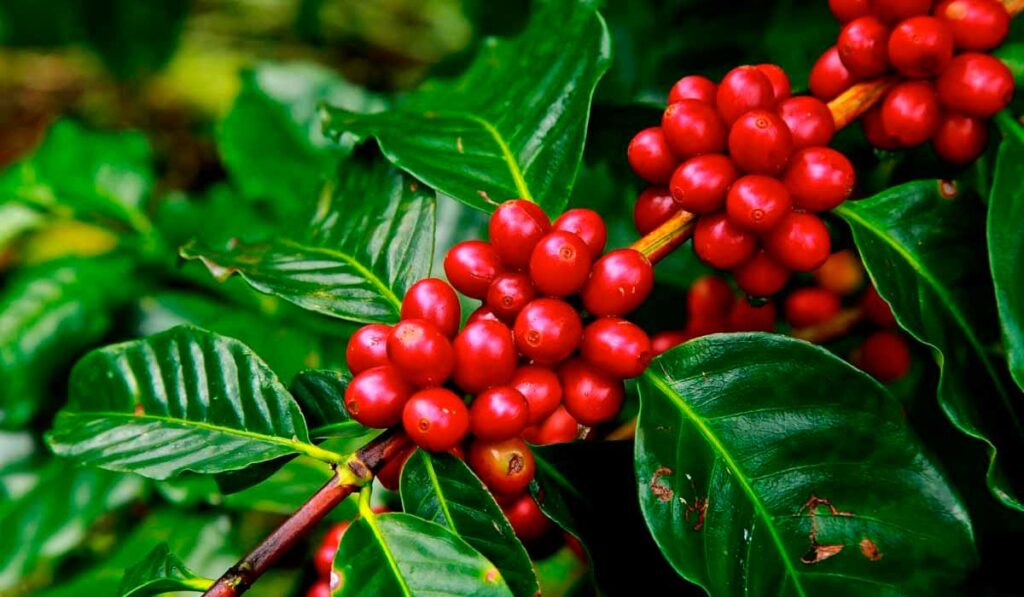 Cafeeiro com ramo carregado de grãos cerejas