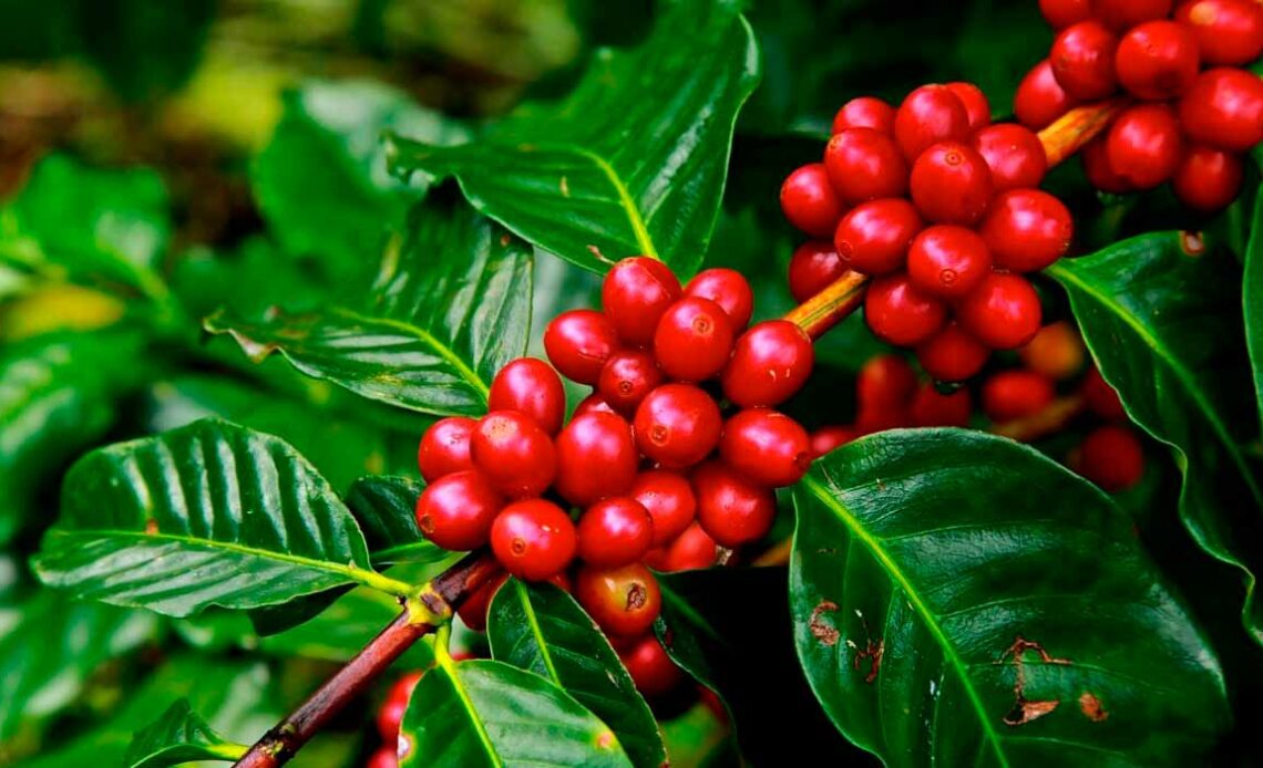 Cafeeiro com ramo carregado de grãos cerejas