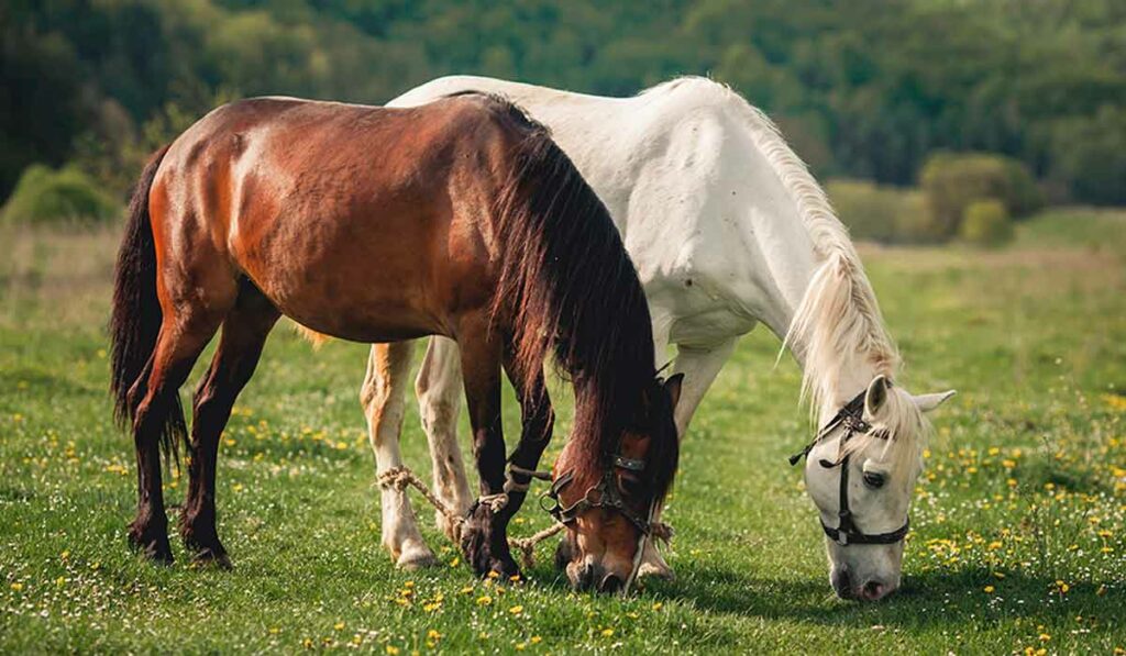 Dois cavalos pastando no piquete