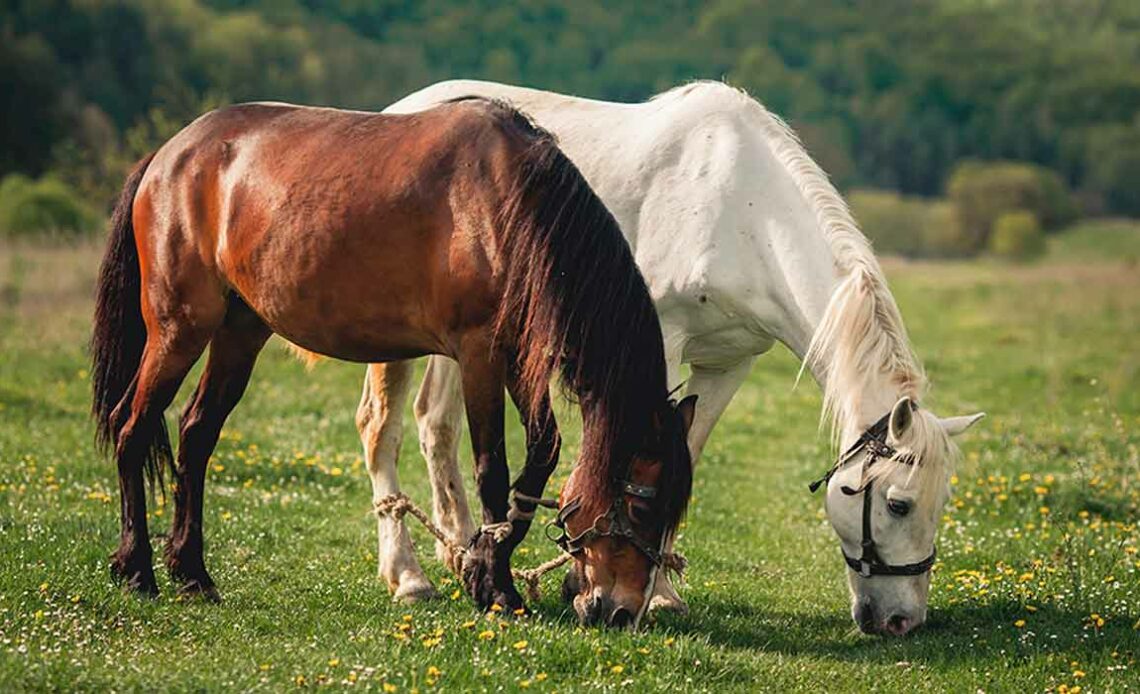 Dois cavalos pastando no piquete