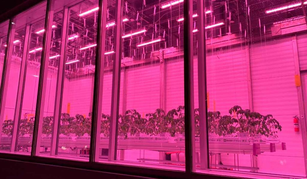 Mostra "Countryside, The future", Museu Guggenheimm de Nova York, cultivo de tomate sob luz de led na vitrine de entrada do museu