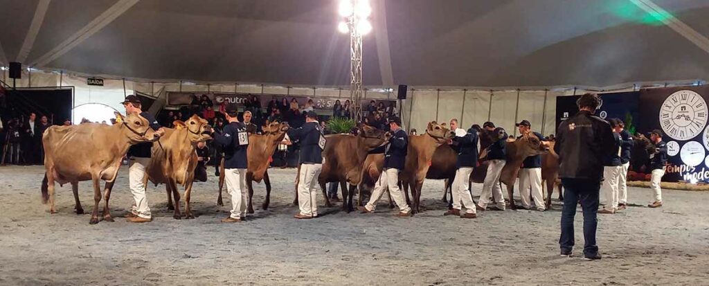 Vacas Jersey em julgamento na pista