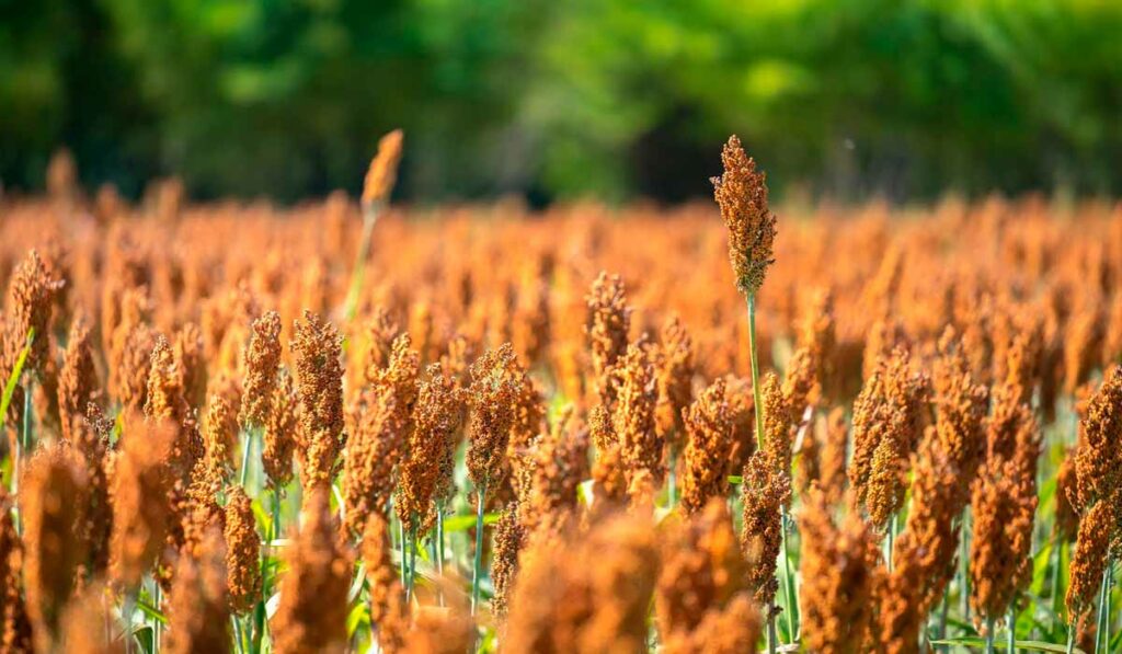 Lavoura de sorgo