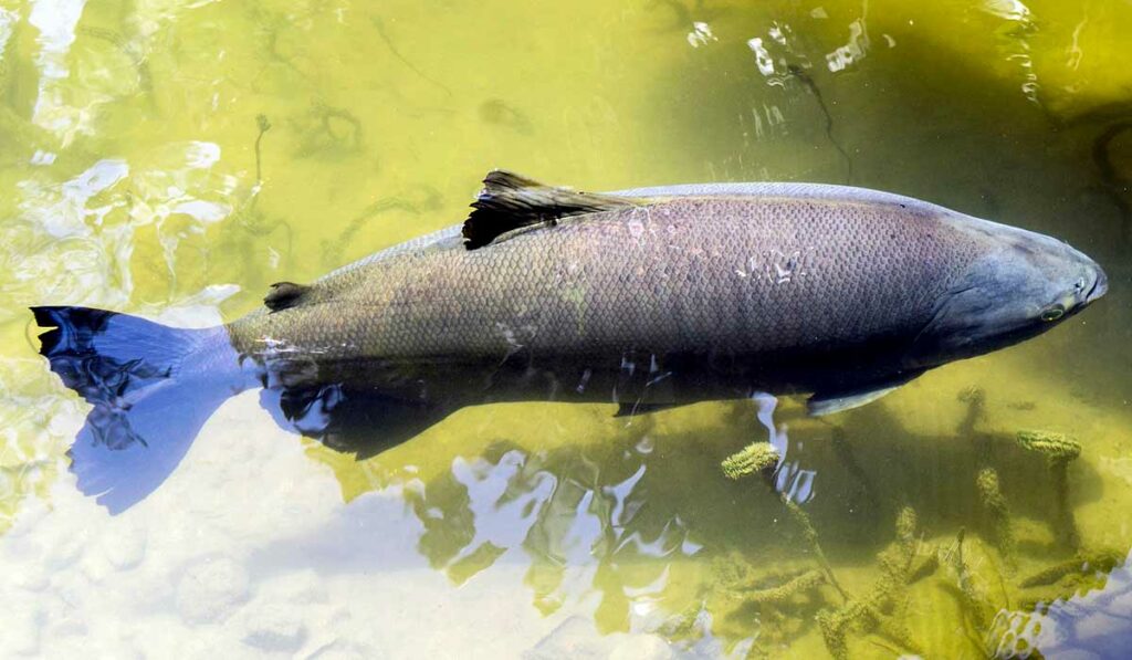 Tambaqui (Colossoma macropomum)