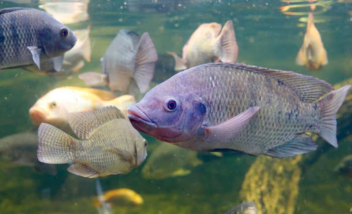 Tilápia - o peixe mais criado no Brasil