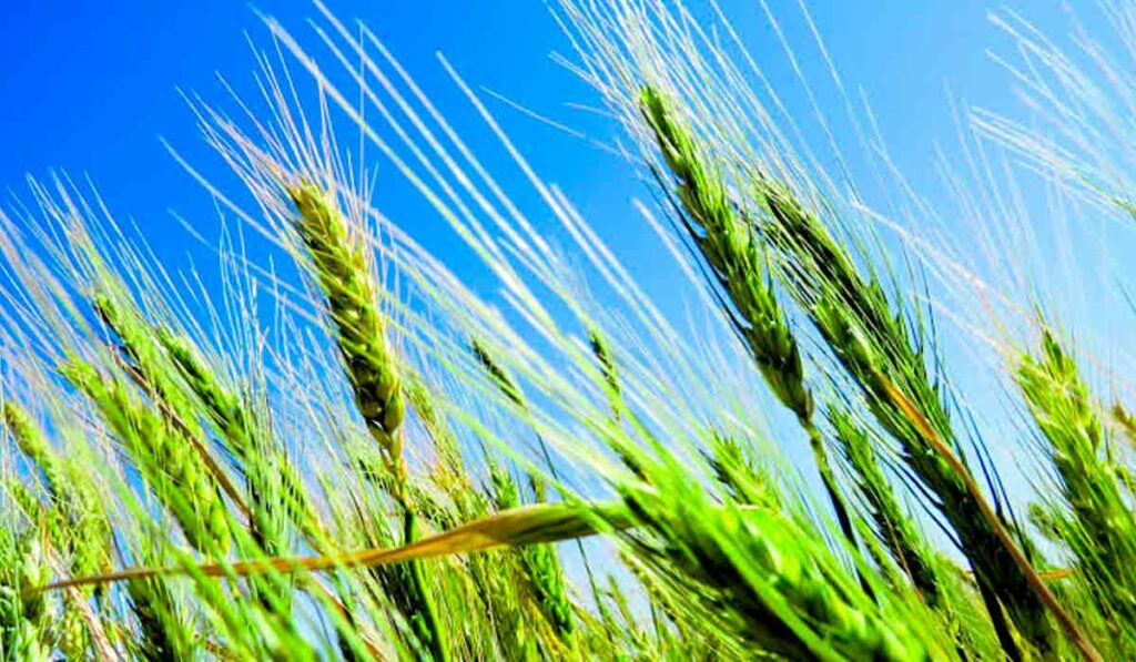 Lavoura de trigo ainda verde com céu azul