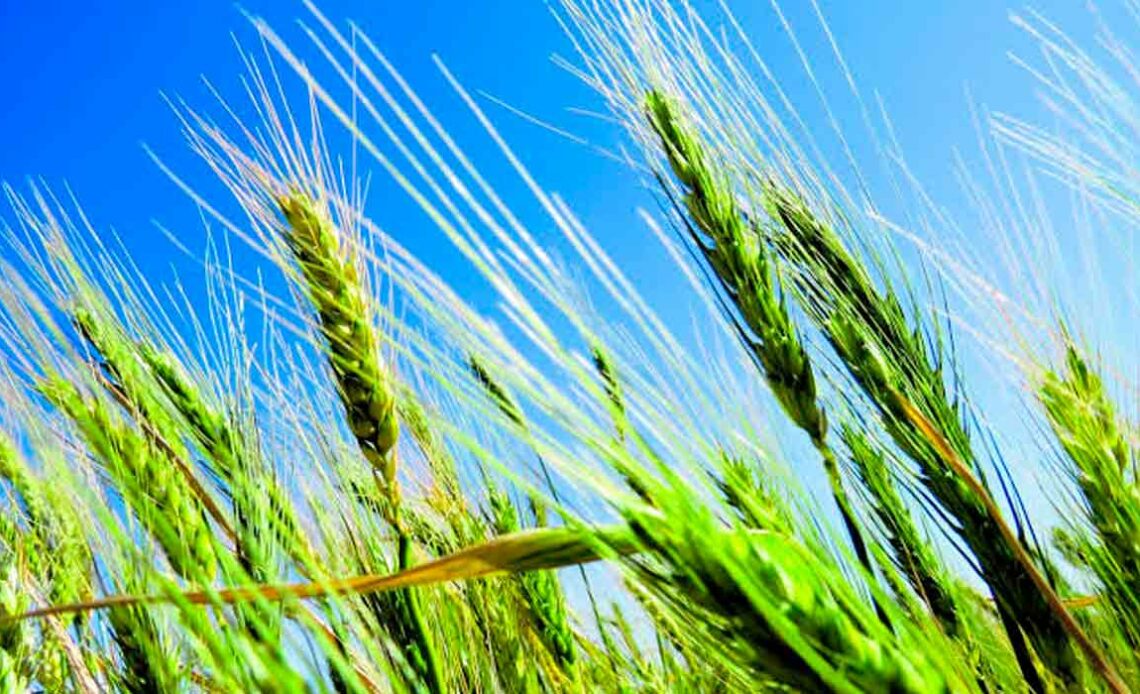 Lavoura de trigo ainda verde com céu azul