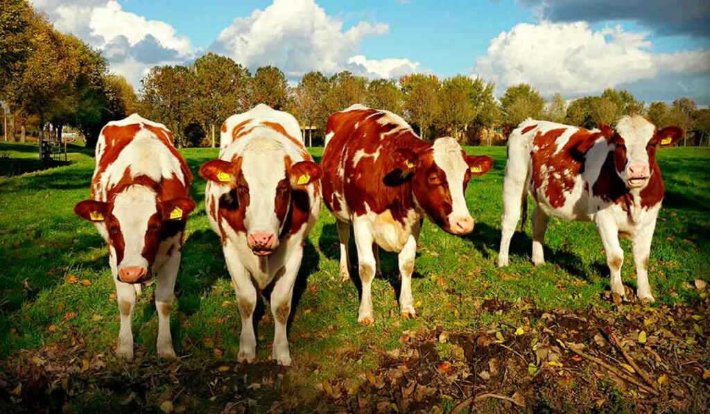 Vacas holandesas vermelha e branca de frente para a câmera