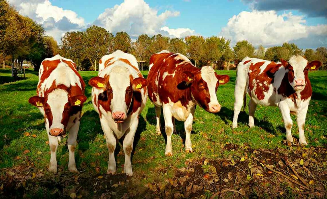 Vacas holandesas vermelha e branca de frente para a câmera