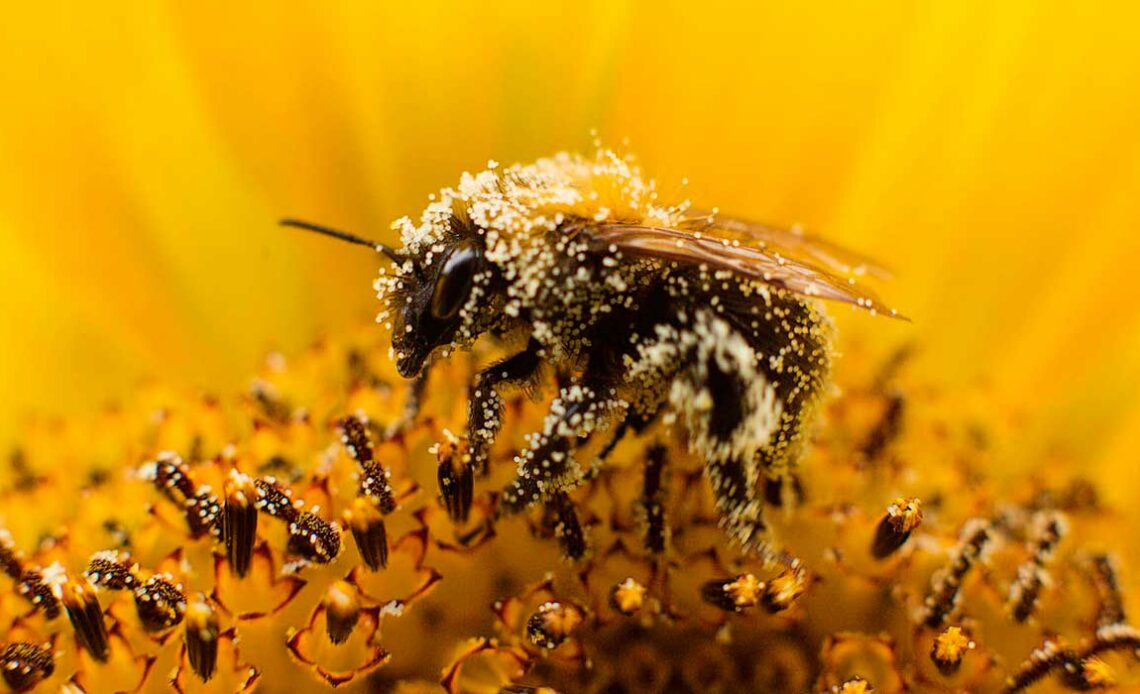 Abelha coberta por pólen - polinização