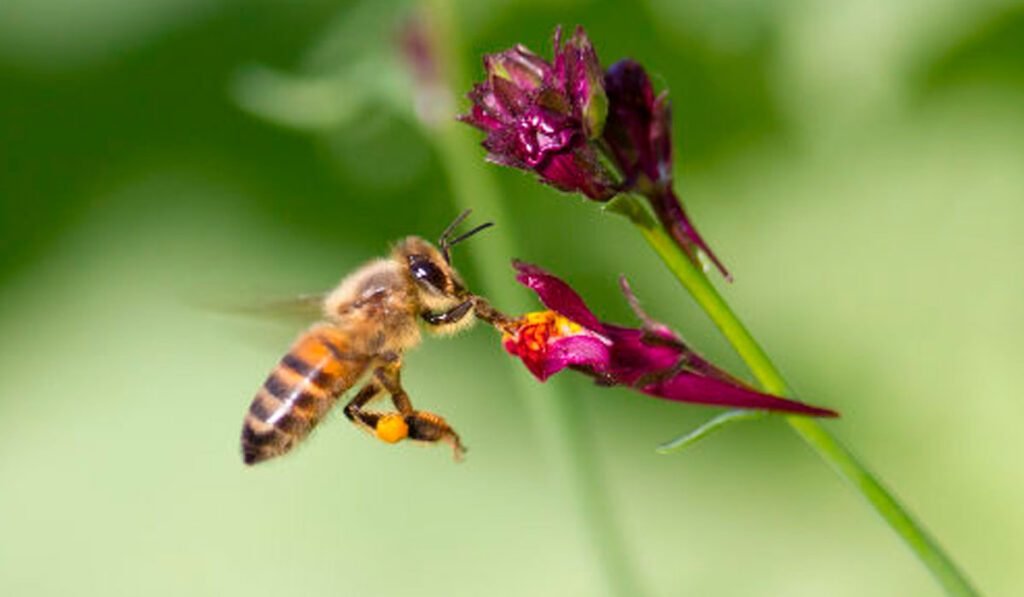 Abelha coletando nectar com pólen nas patas traseiras (corbícula)