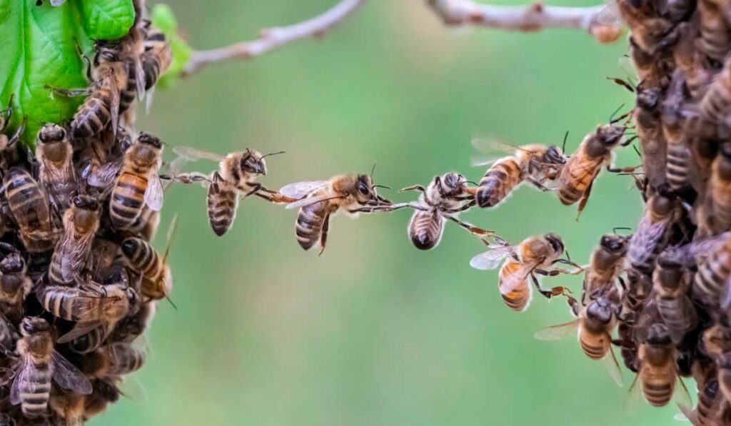 Abelhas operárias agregando-se em enxame