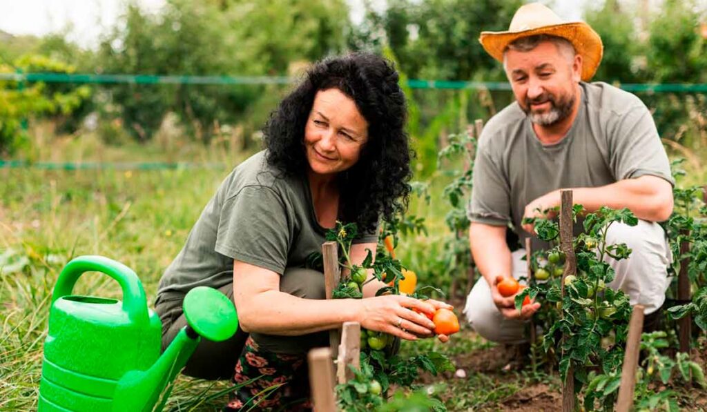 Casal de agricultores trabalhando na horta