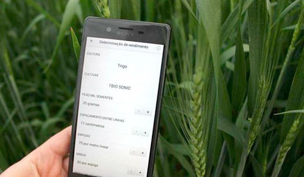 Celular com o app Biotrigo Genética nas mãos do agricultor numa plantação de trigo