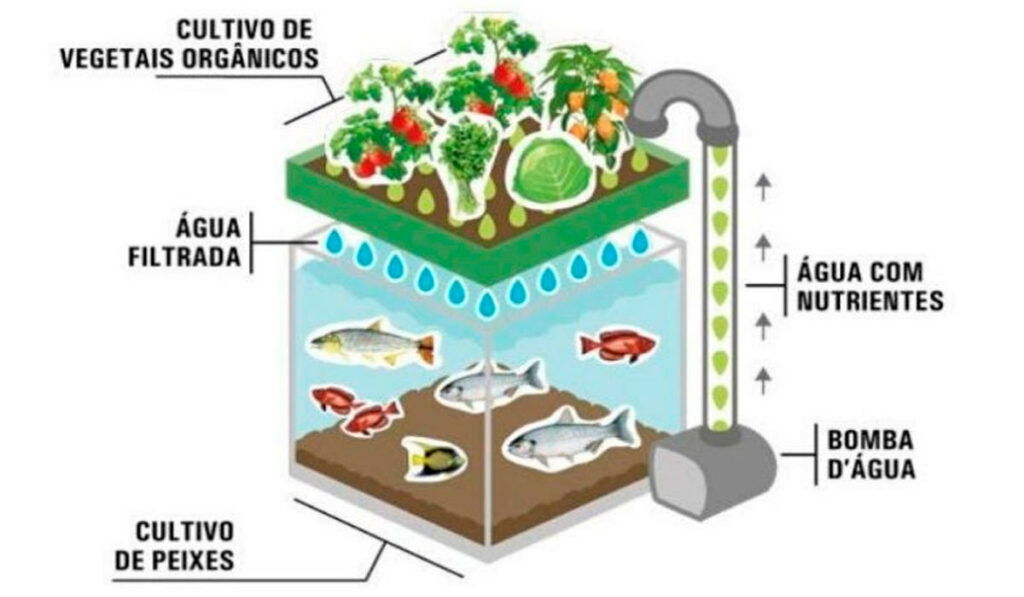 Ilustração de um sistema de aquaponia