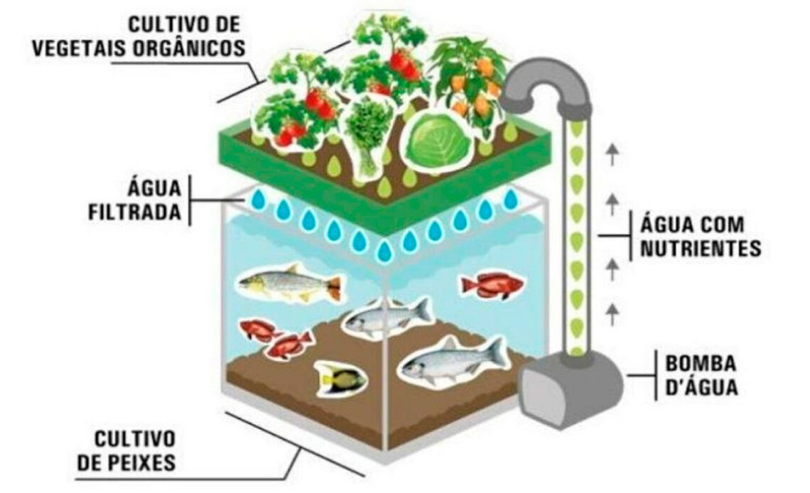 Ilustração de um sistema de aquaponia