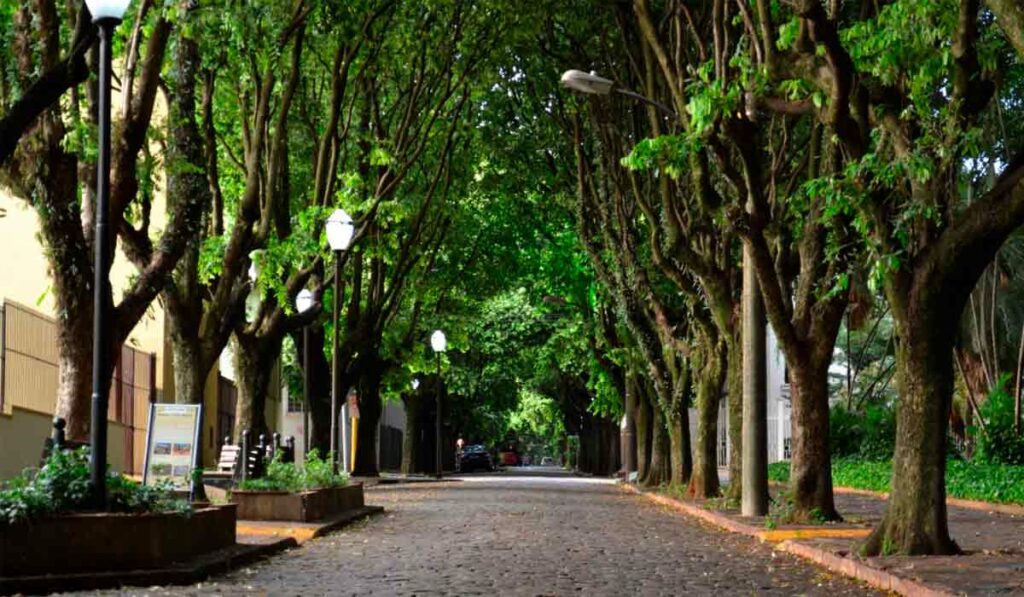 Rua arborizada - https://olhares.com/HeloisaTaina