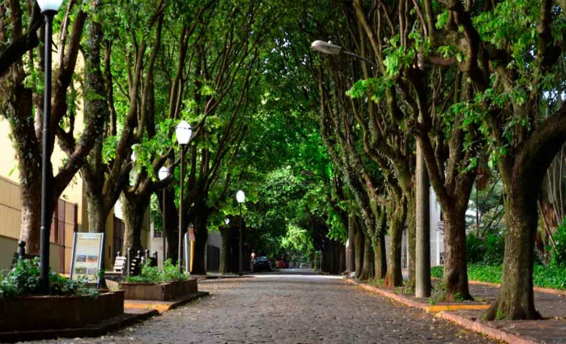 Rua arborizada - https://olhares.com/HeloisaTaina