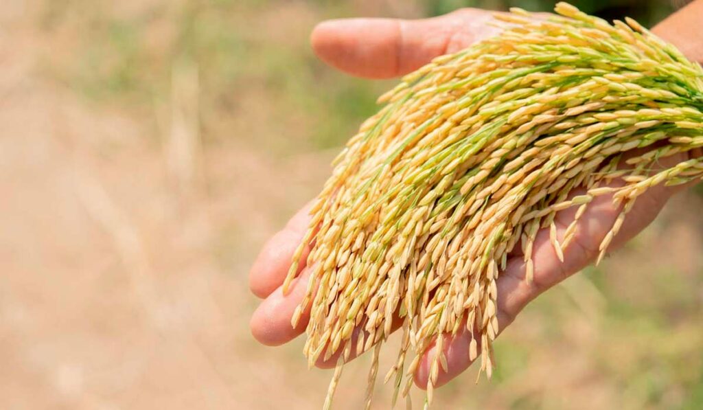 Cacho de arroz na mão do agricultor
