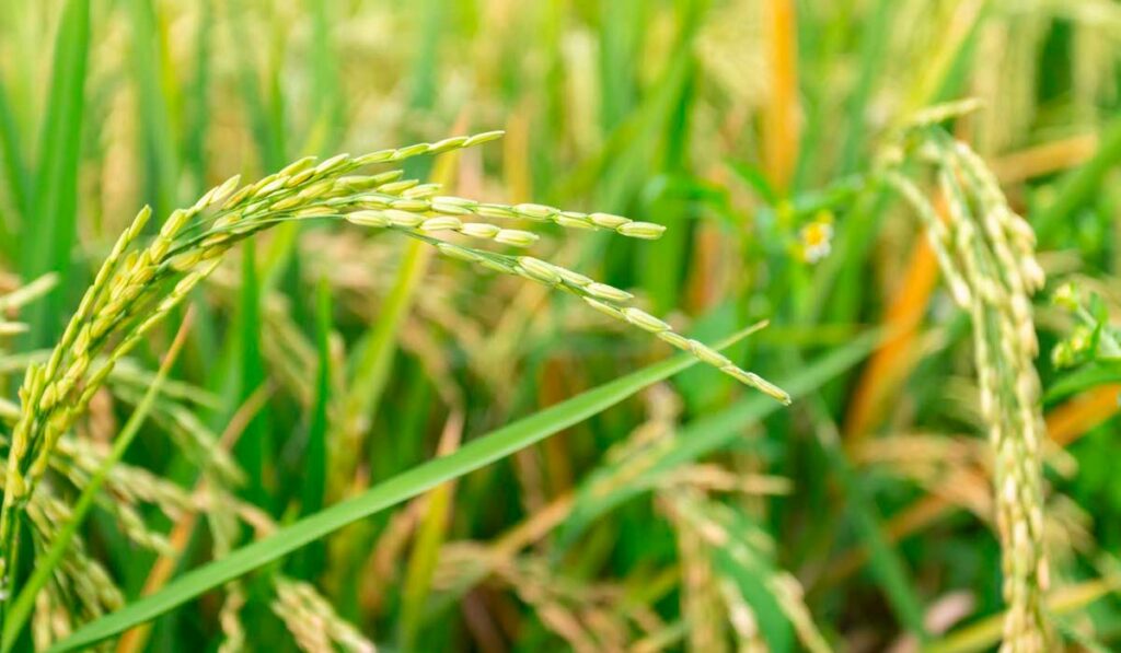 Floração de arroz na lavoura
