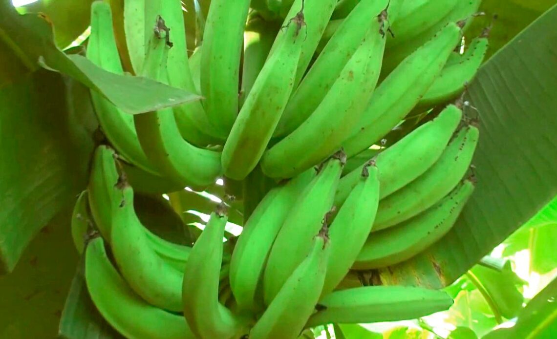 Bananeira com cacho de banana da terra