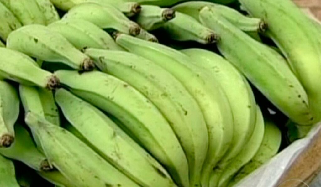 Pencas de bananas da terra verdes