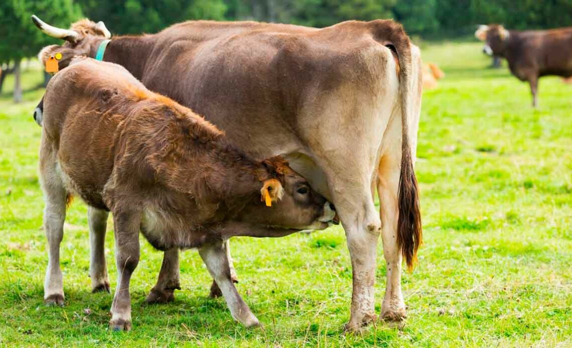 Bezerra bem desenvolvida mamando na vaca