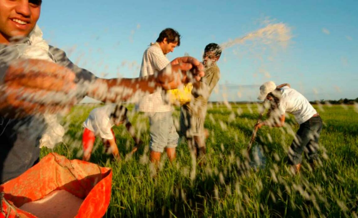 Jovens no campo colhendo arroz