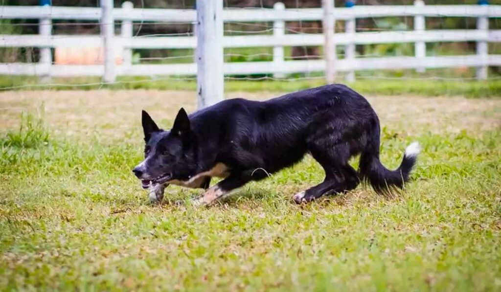 Radar, o Border collie de 160 mil reais - o mais caro do mundo é brasileiro