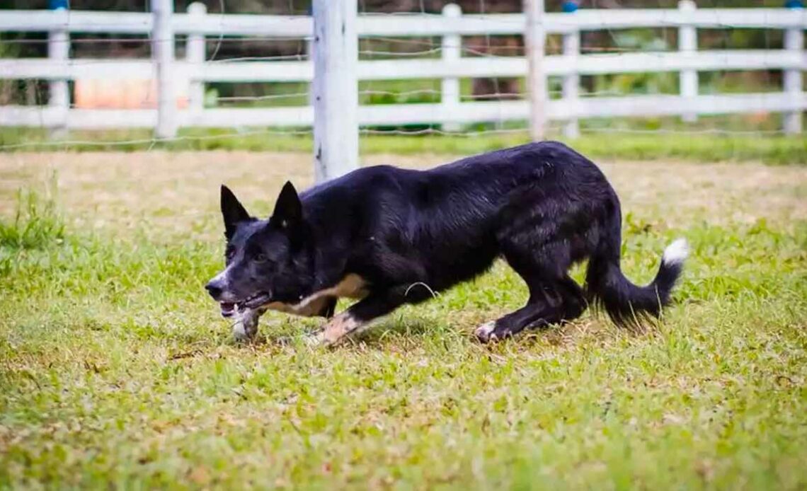 Radar, o Border collie de 160 mil reais - o mais caro do mundo é brasileiro