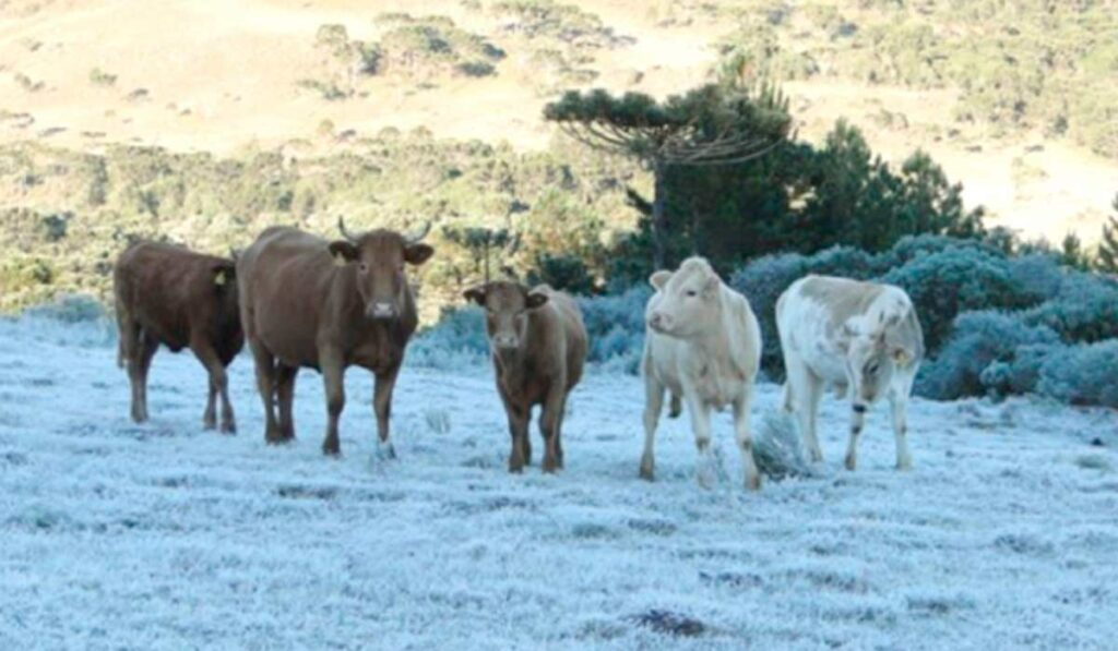 Rebanho bovino em pasto sob geada