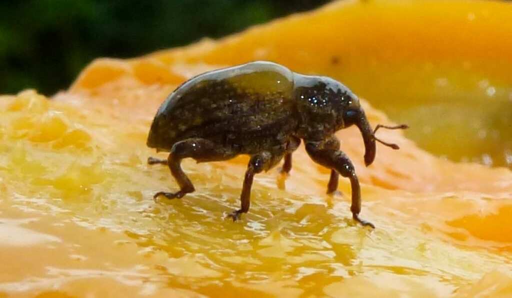 Besouro Sternochetus mangiferae (broca-da-manga ou gorgulho-da-manga) sobre um fruto cortado