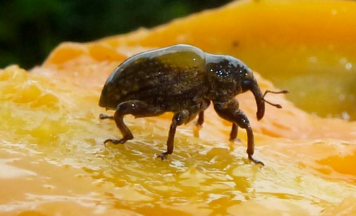 Besouro Sternochetus mangiferae (broca-da-manga ou gorgulho-da-manga) sobre um fruto cortado