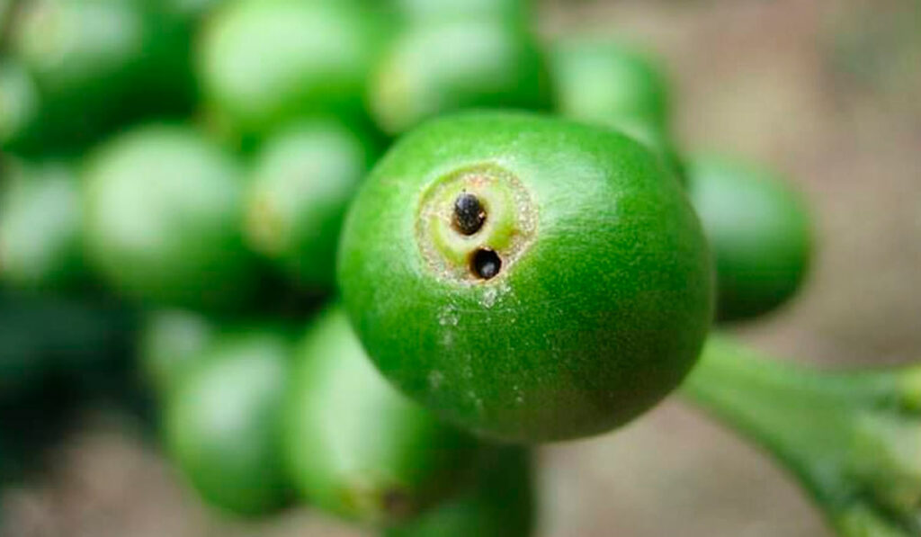 Fruto de café atacado pela broca