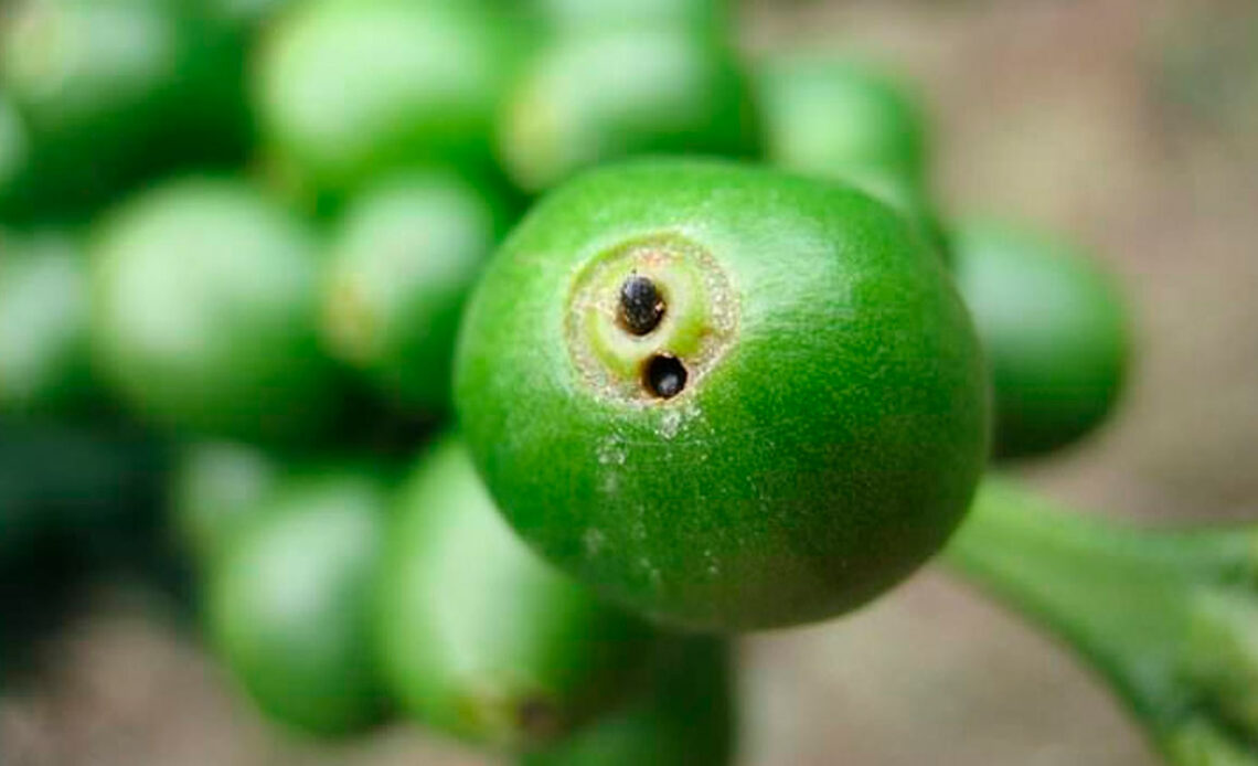 Fruto de café atacado pela broca