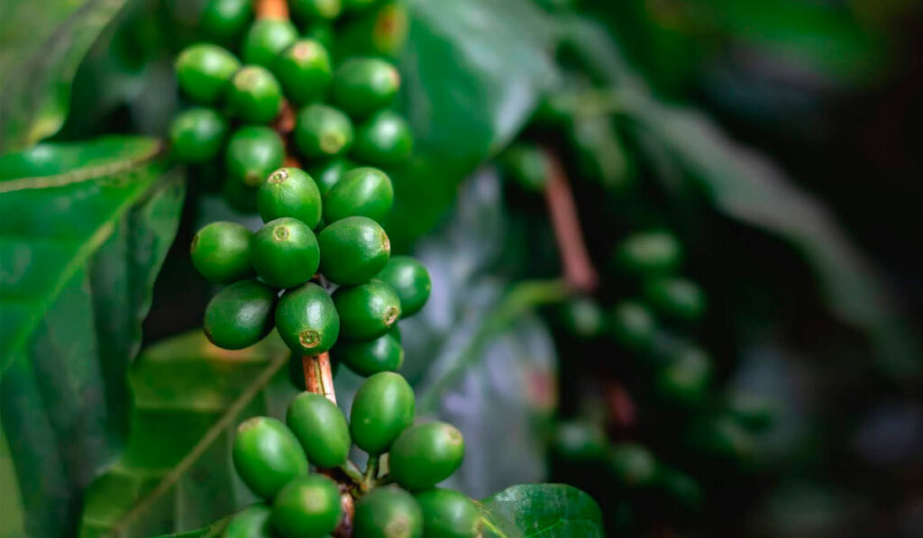 Cafeeiro com grãos de café verdes