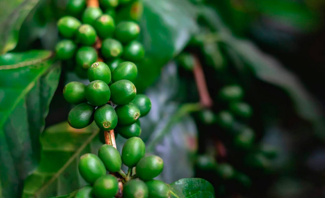 Cafeeiro com grãos de café verdes