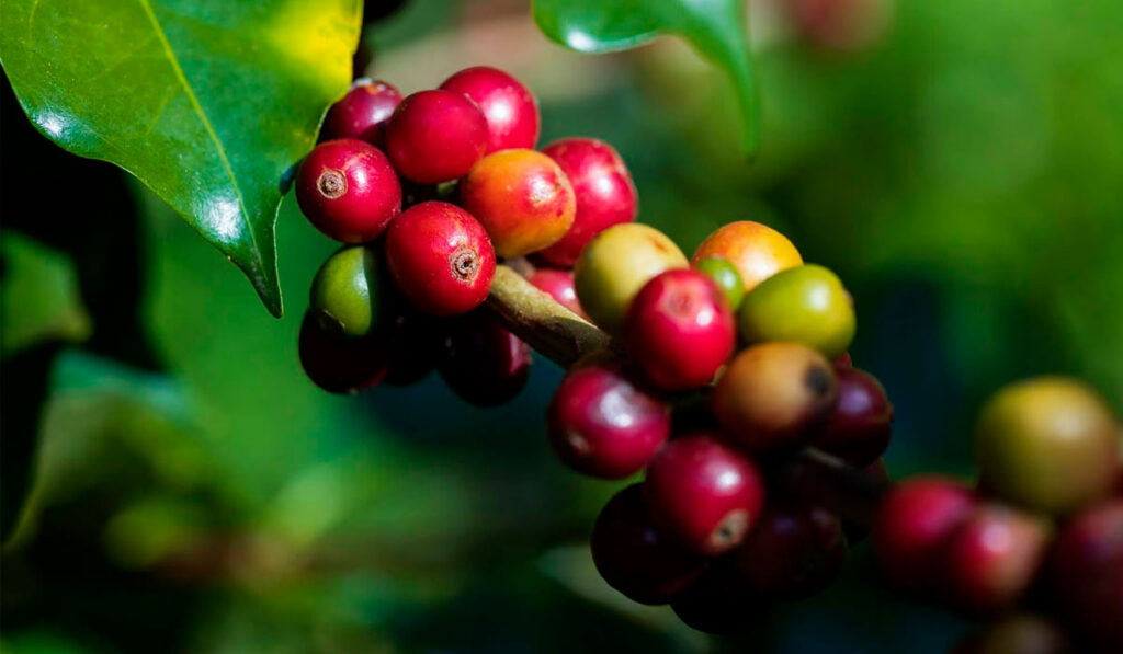 Ramo com grãos de café totalmente maduros e alguns ainda verdes