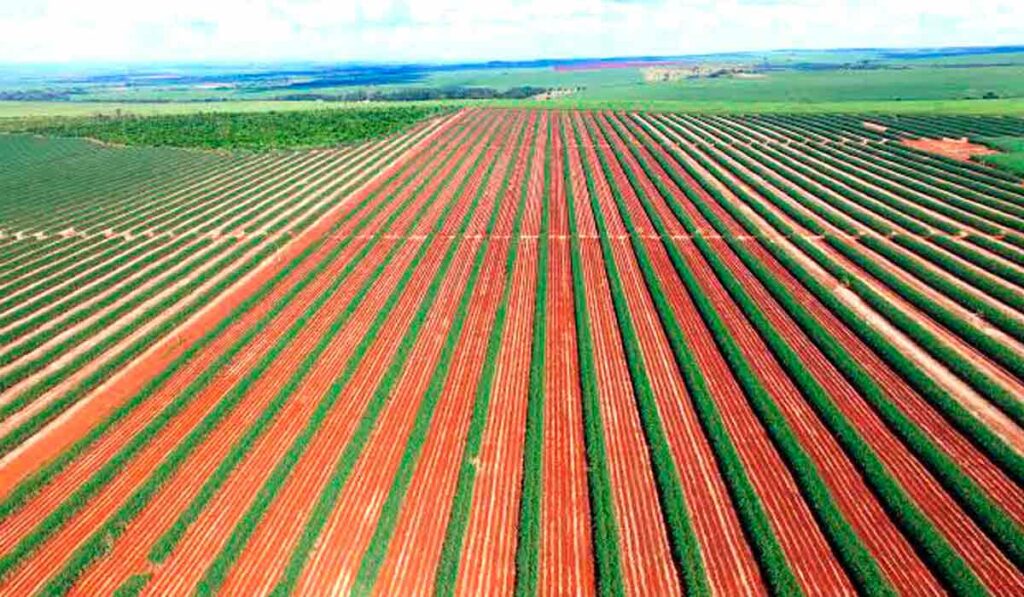 Visão aérea de lavoura de cana de açúcar