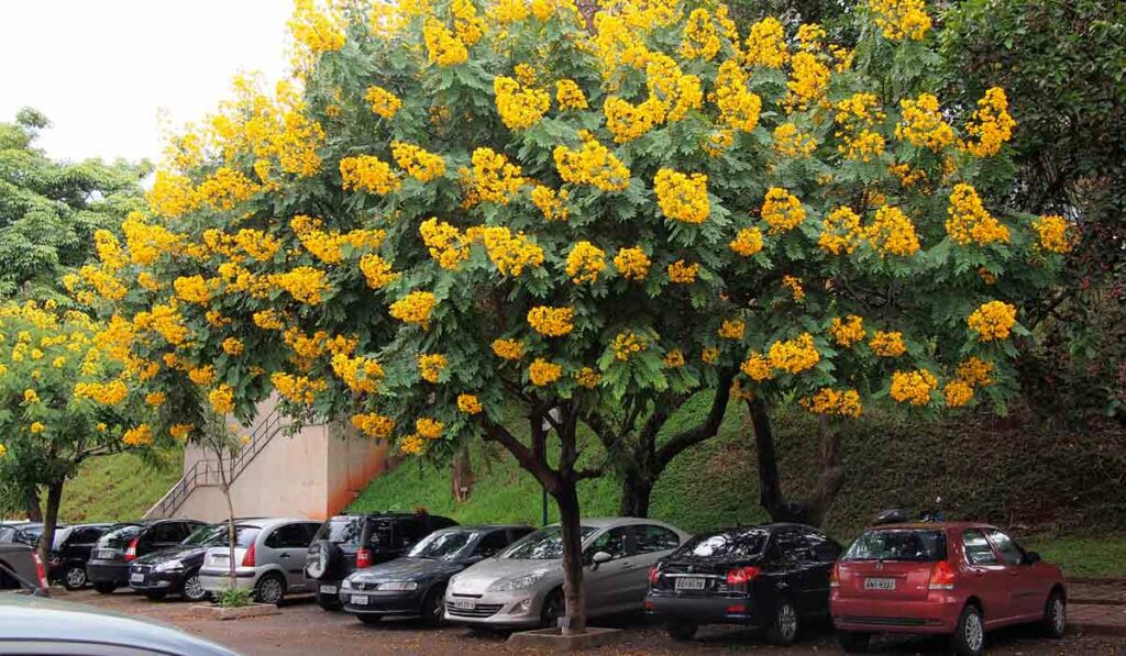 Cássia ou fedegoso (Cassia spectabilis/Senna spectabilis)