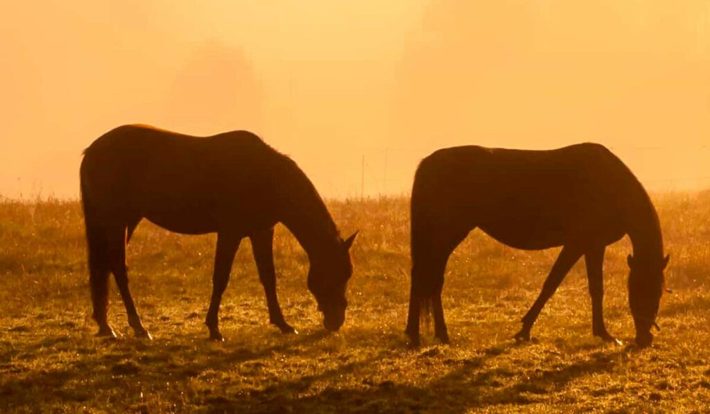 Dois cavalos pastando