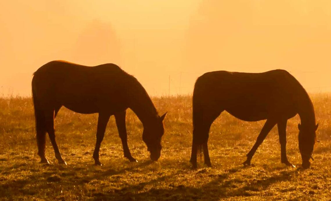 Dois cavalos pastando