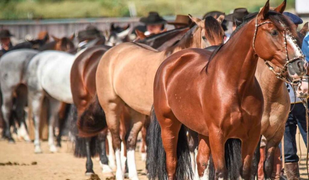 Tropa de cavalos crioulos em apresentação - Foto: Fagner Almeida