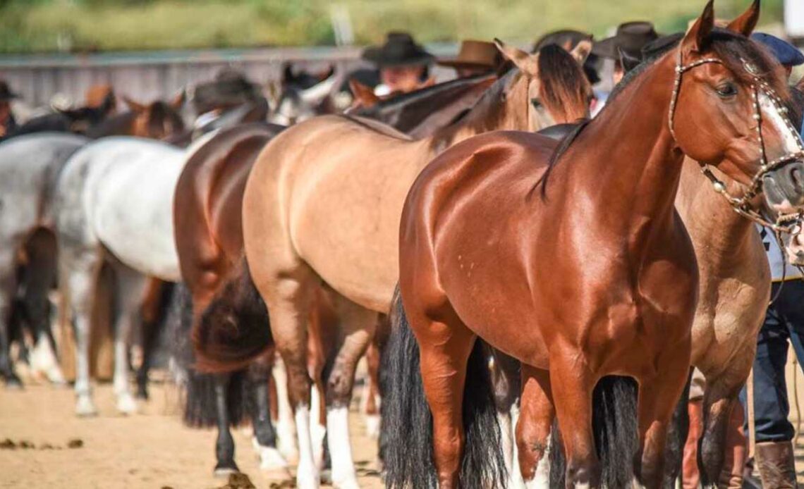 Tropa de cavalos crioulos em apresentação - Foto: Fagner Almeida