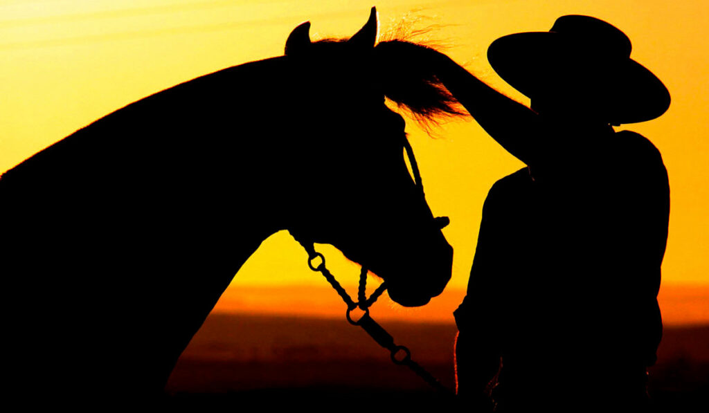 Cavalo crioulo e o gaucho