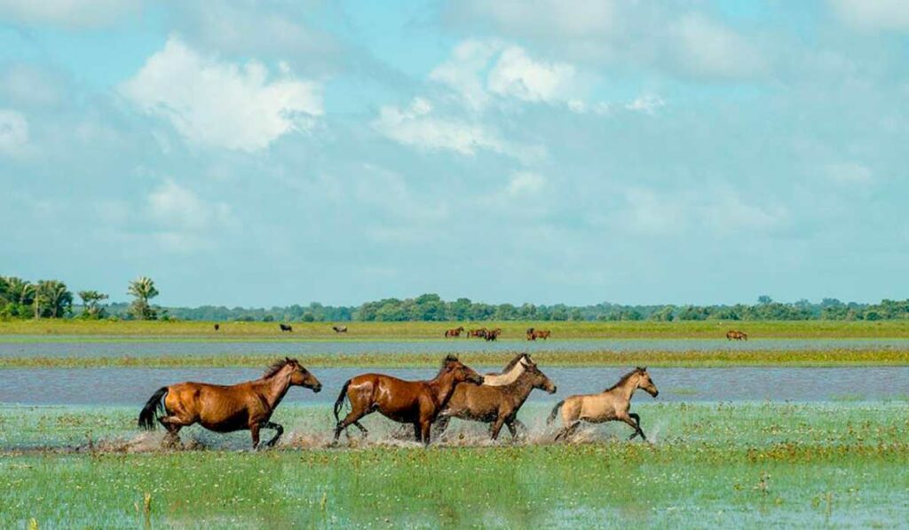 Tropa de cavalos marajoaras nos alagados