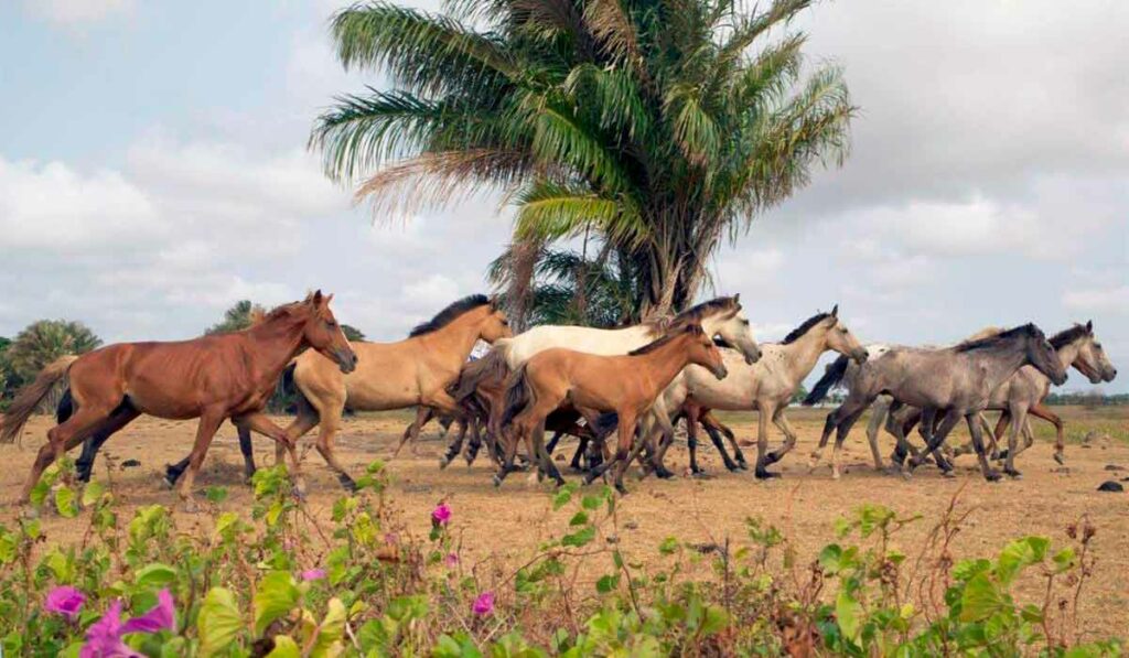 Tropa de cavalos marajoaras galopando