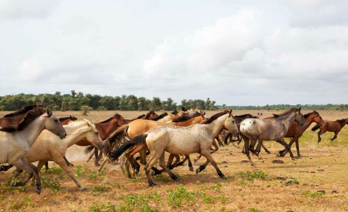 Tropa de cavalos marajoaras galopando na Ilha de Marajó/PA - Foto: Divulgação/Cavalgadas Brasil