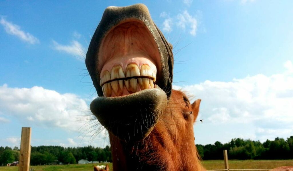 Cavalo sorrindo