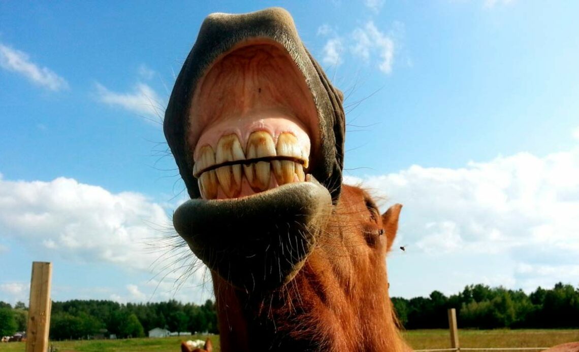 Cavalo sorrindo